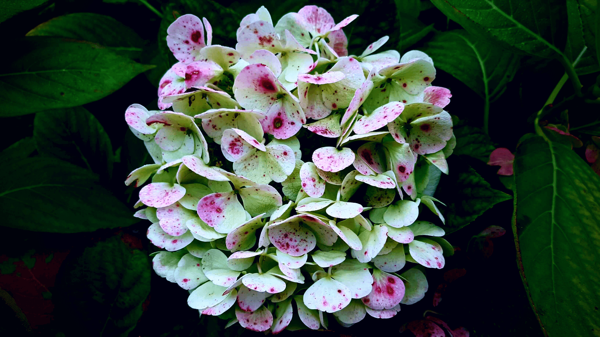 Gardening in November – November’s garden blog Gardening-in-November-hydrangea