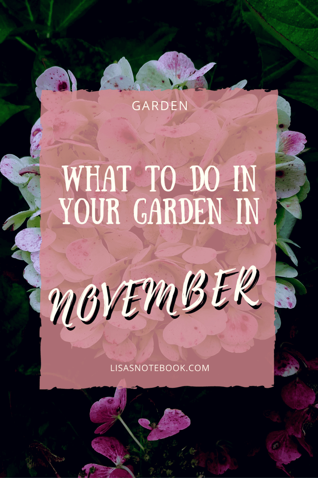 Gardening in November – November’s garden blog Gardening-in-November-hydrangea
