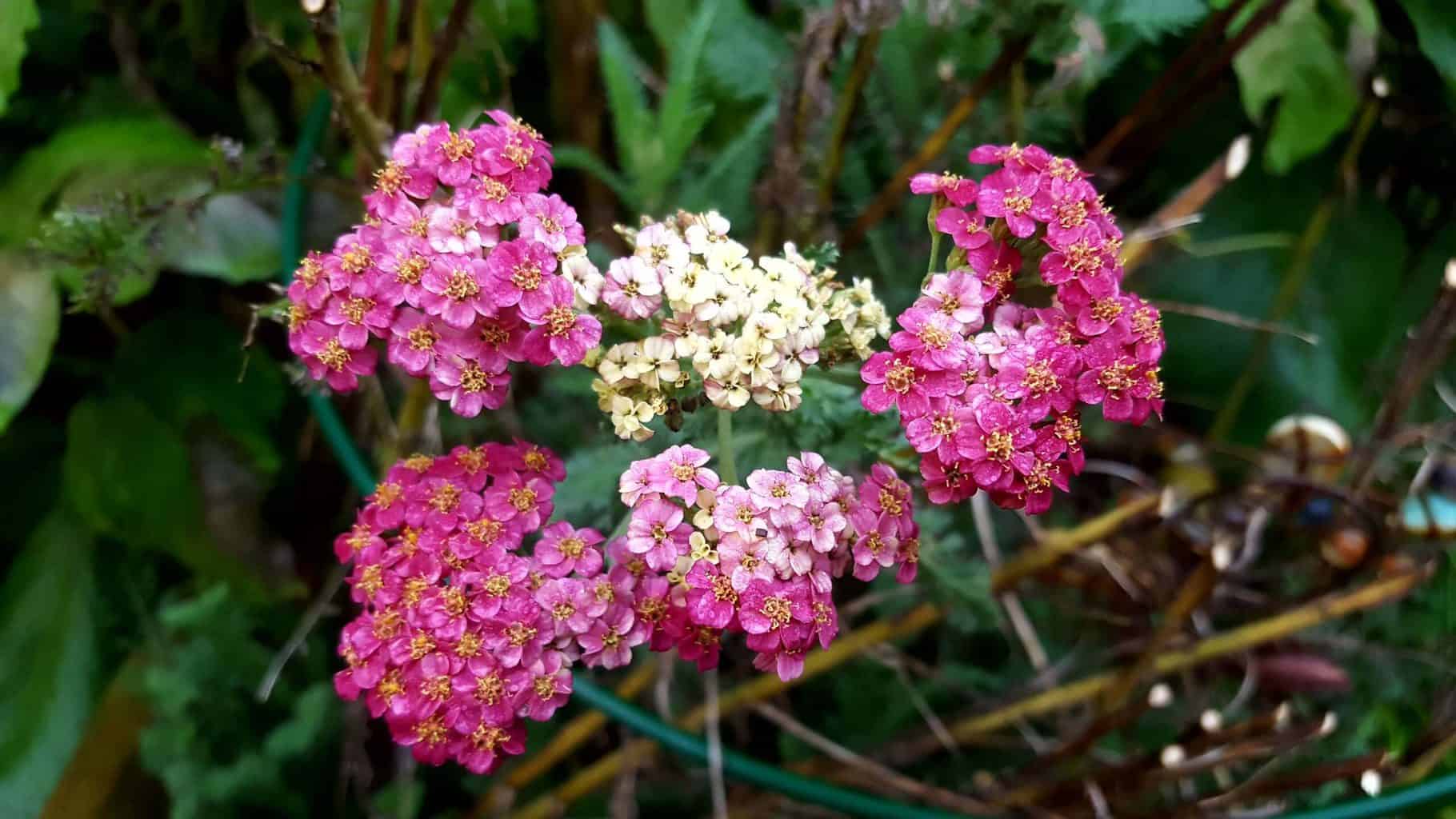 Gardening in November – November’s garden blog Gardening-in-November-achillea
