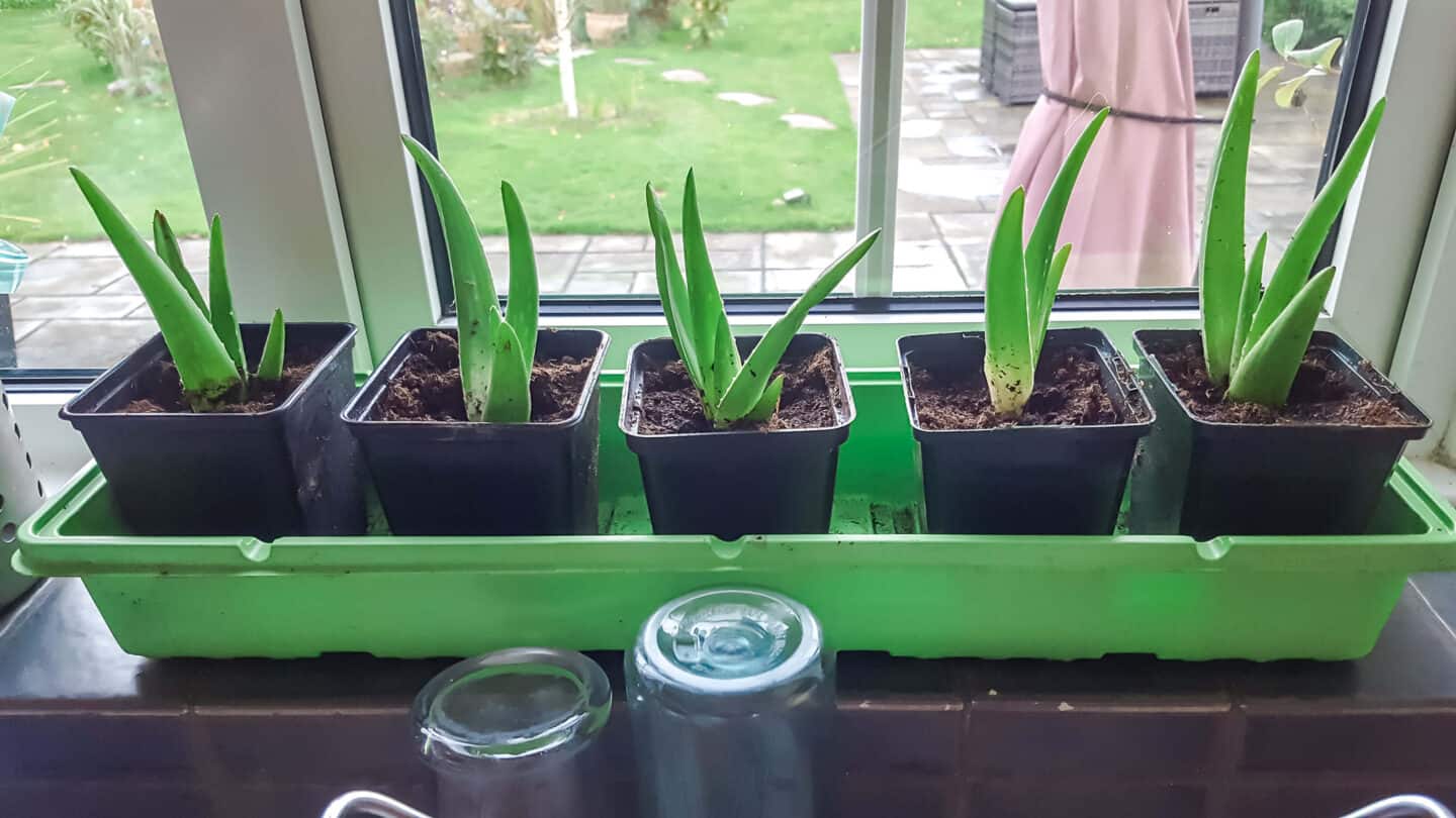 Gardening in November – November’s garden blog Gardening-in-November-aloe-vera-pups-01