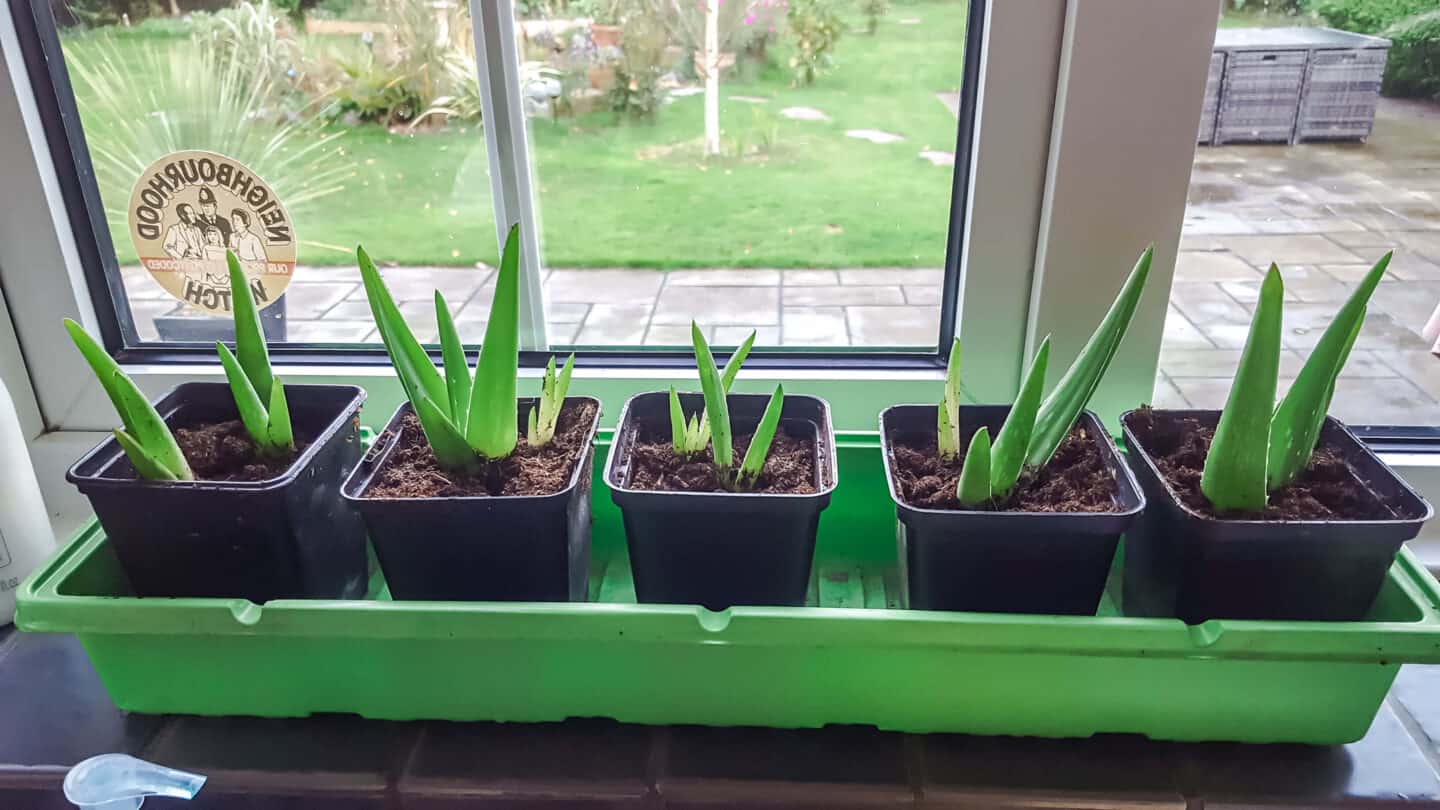 Gardening in November – November’s garden blog Gardening-in-November-aloe-vera-pups-02
