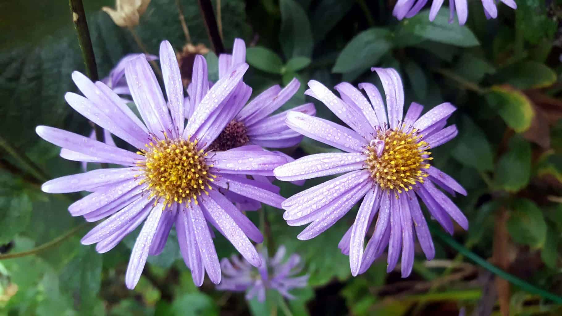 Gardening in November – November’s garden blog Gardening-in-November-asters-purple