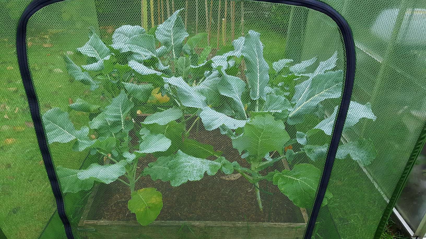 Gardening in November – November’s garden blog Gardening-in-November-broccoli