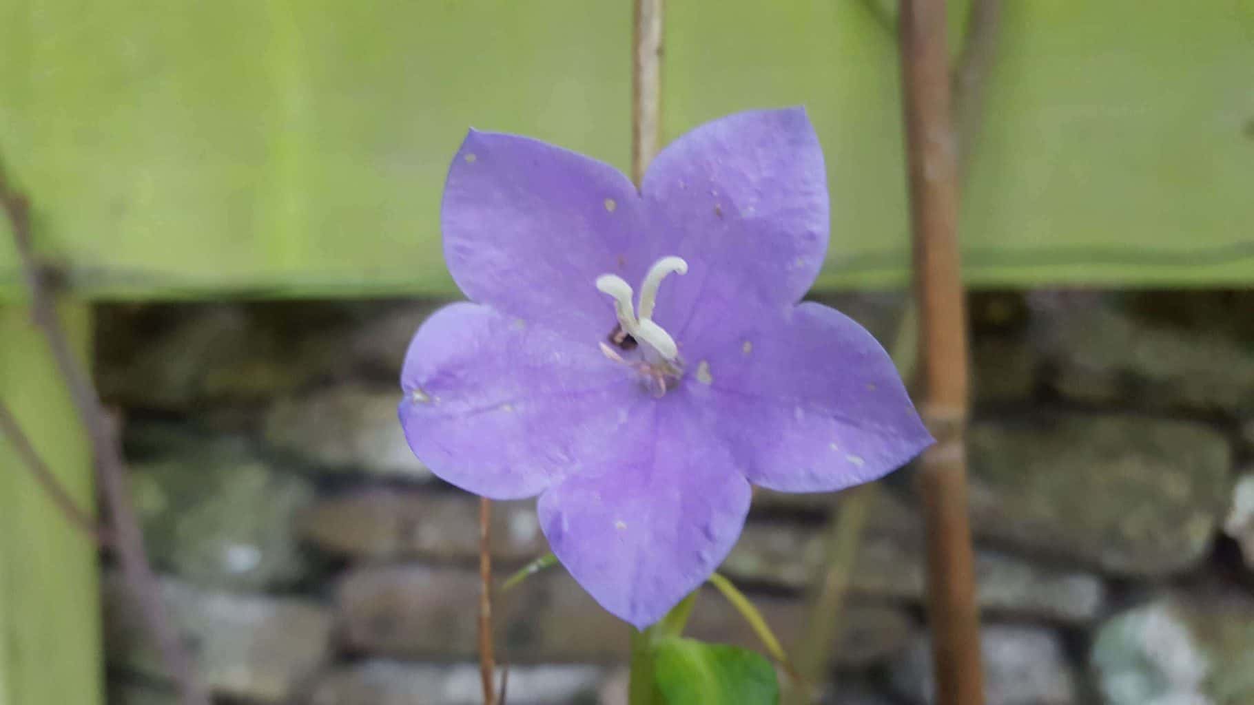 Gardening in November – November’s garden blog Gardening-in-November-campanula