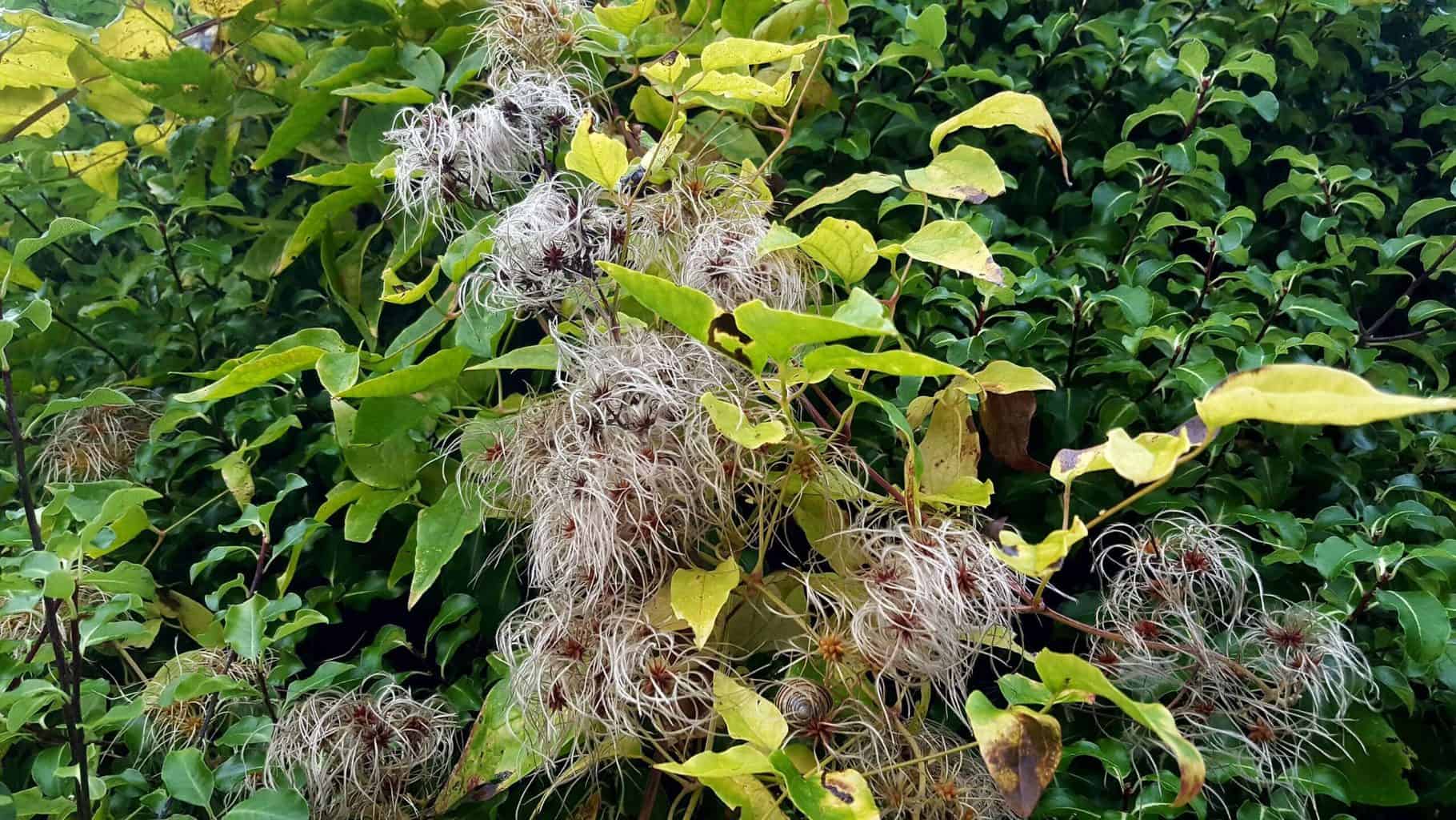 Gardening in November – November’s garden blog Gardening-in-November-clematis-seedheads