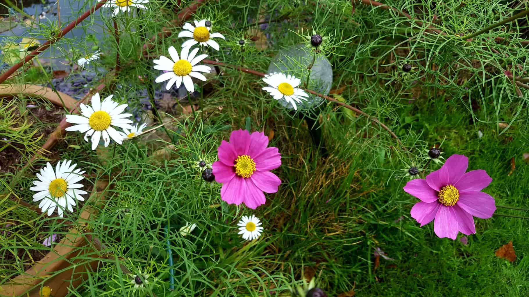 Gardening in November – November’s garden blog Gardening-in-November-cosmos