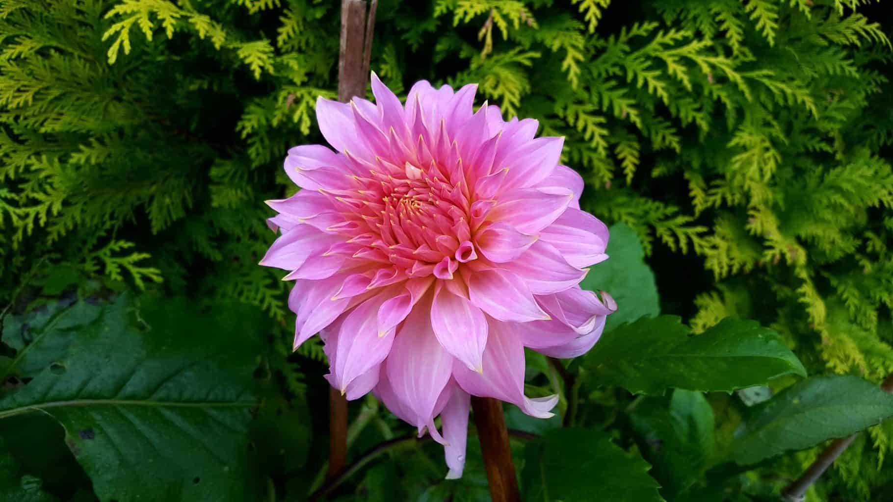 Gardening in November – November’s garden blog Gardening-in-November-dahlia-penhill-watermelon