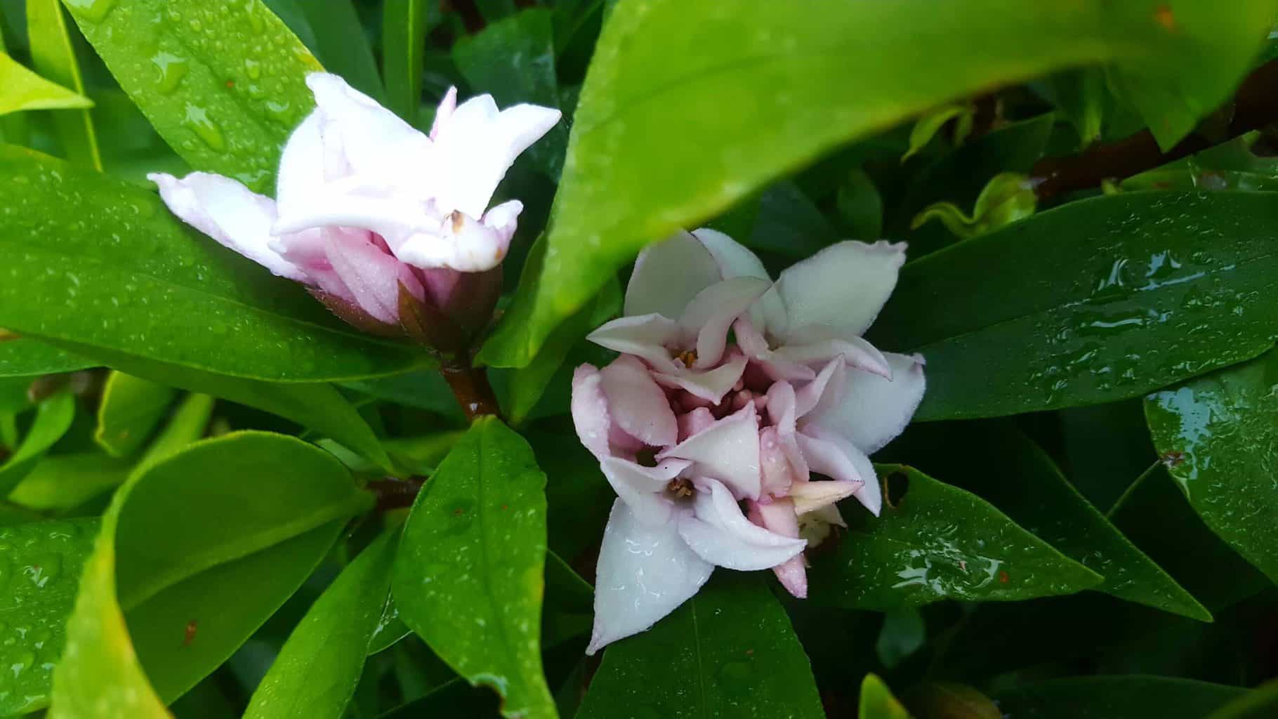 Gardening in November – November’s garden blog Gardening-in-November-daphne
