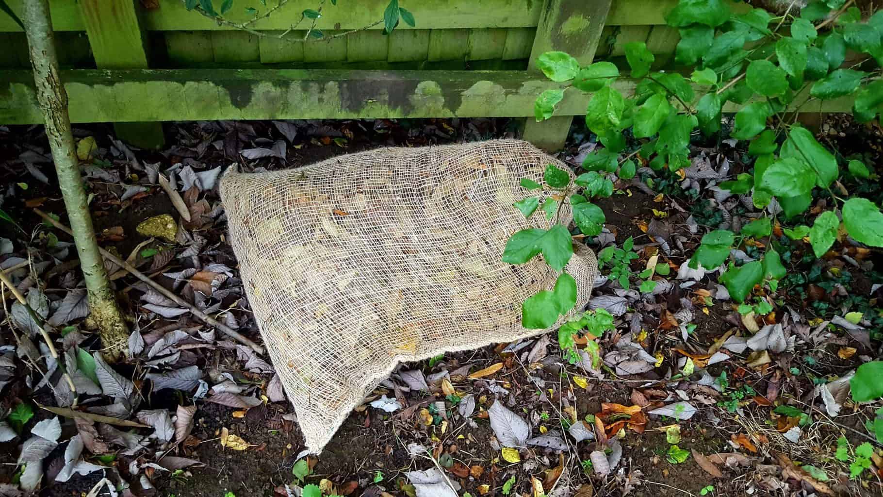Gardening in November – November’s garden blog Gardening-in-November-fallen-leaves