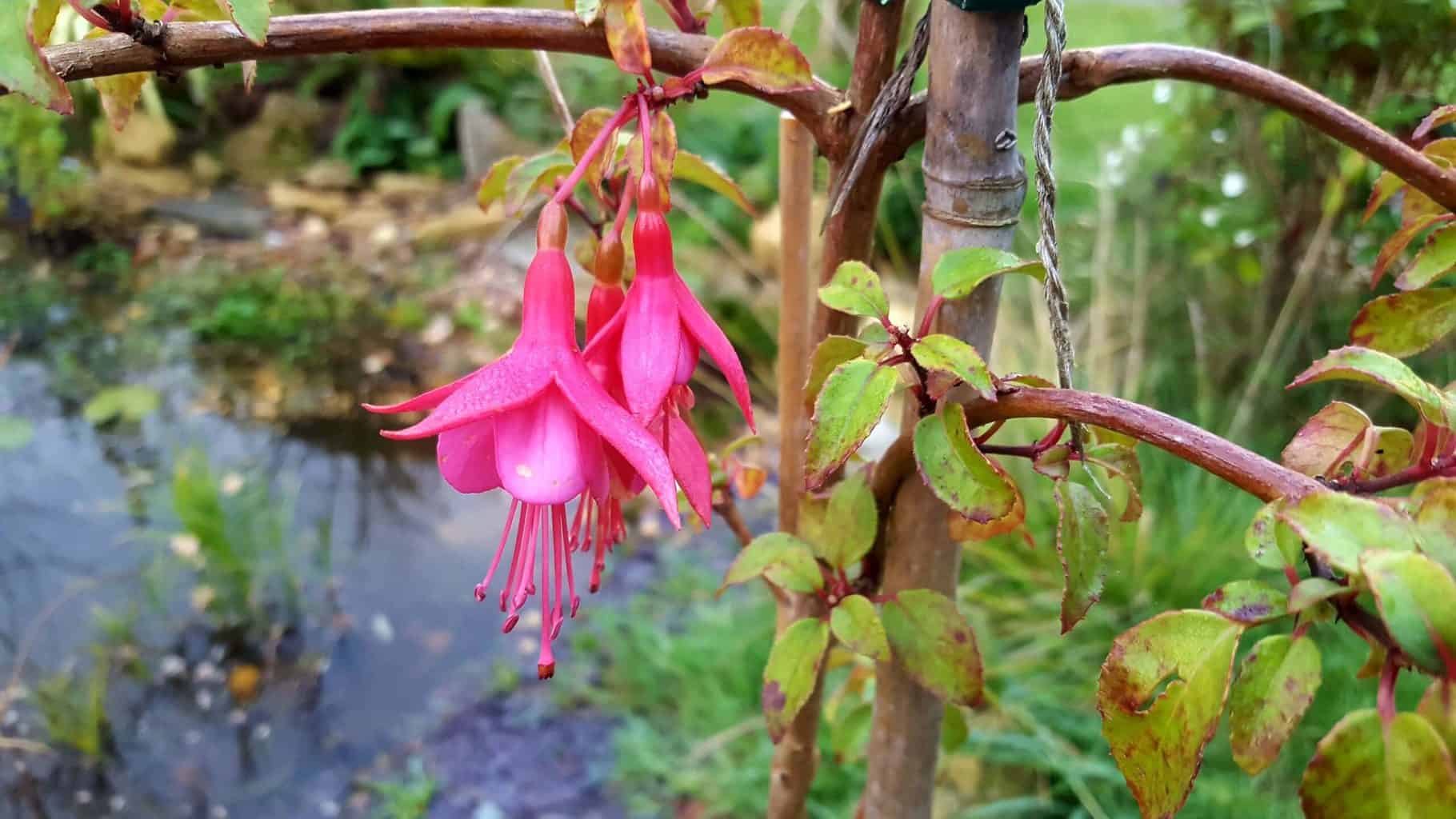 Gardening in November – November’s garden blog Gardening-in-November-fuchsia-pink