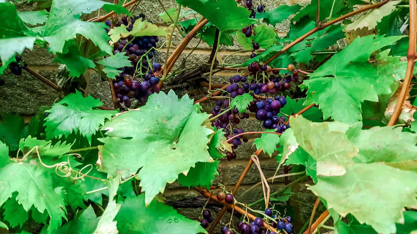 Gardening in November – November’s garden blog Gardening-in-November-grapevine