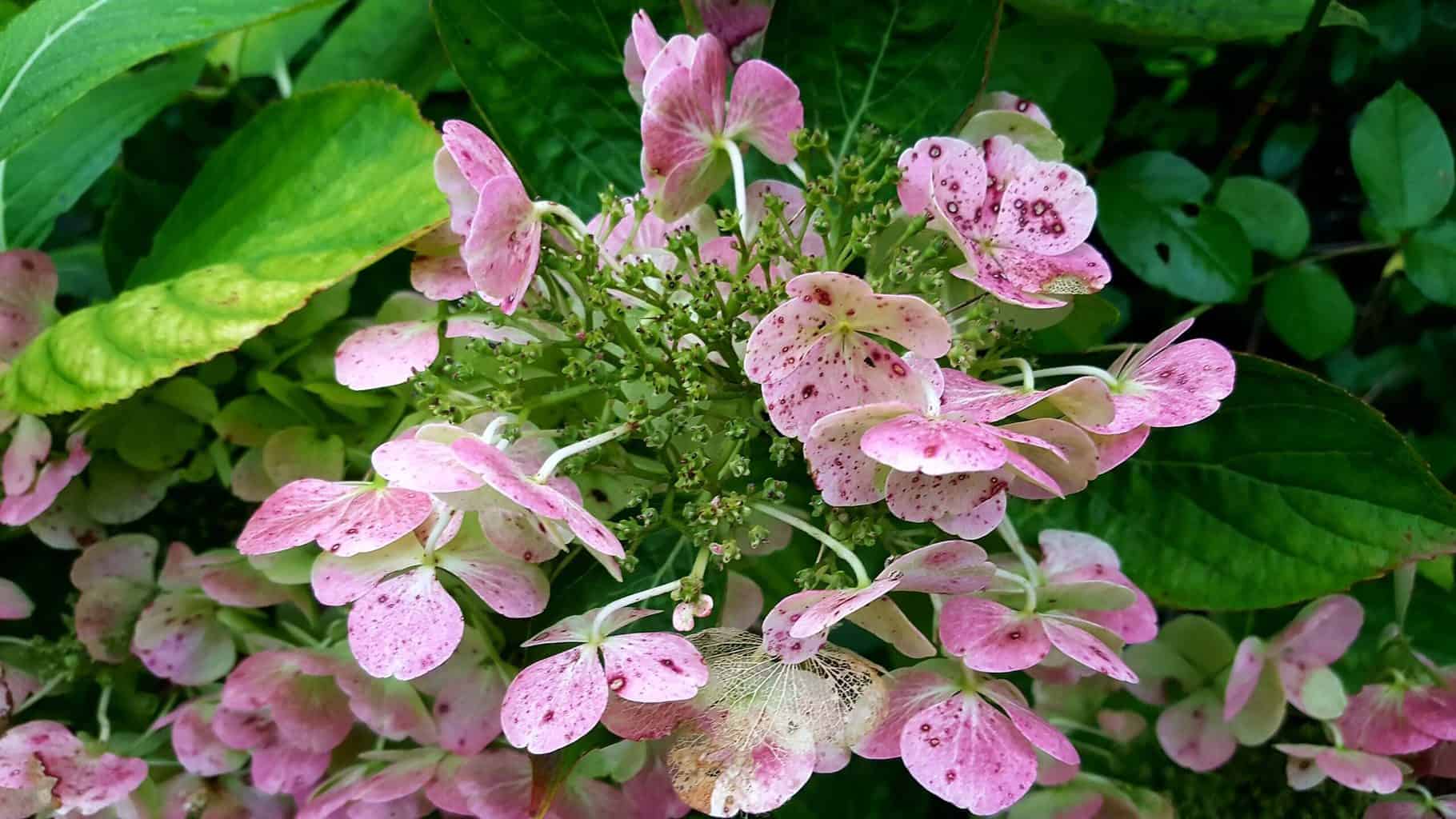 Gardening in November – November’s garden blog Gardening-in-November-hydrangea-pink