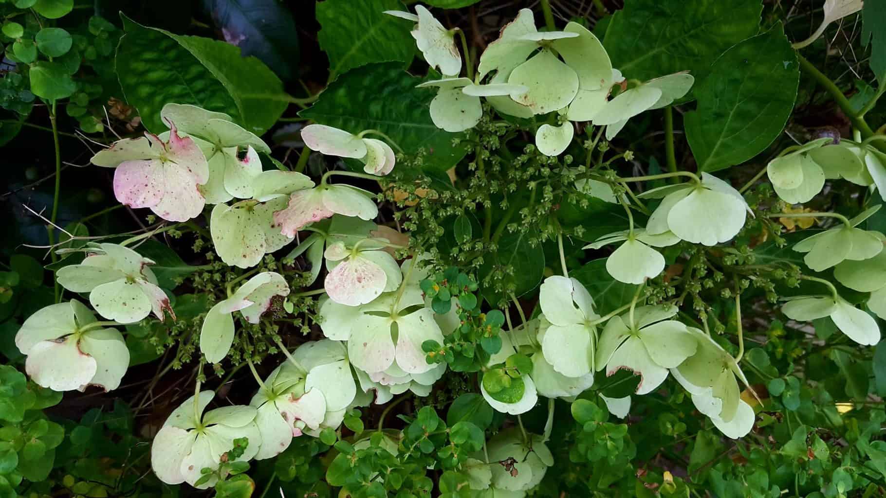 Gardening in November – November’s garden blog Gardening-in-November-hydrangea-white