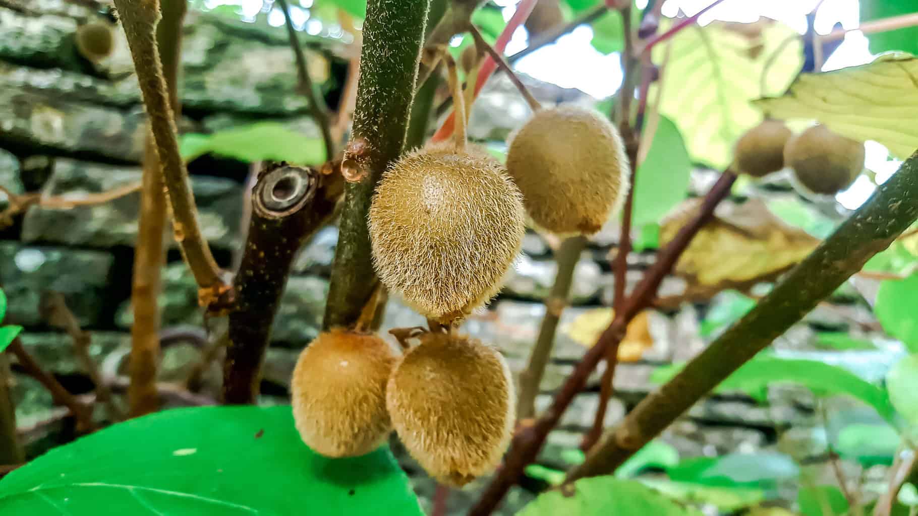 Gardening in November – November’s garden blog Gardening-in-November-kiwis