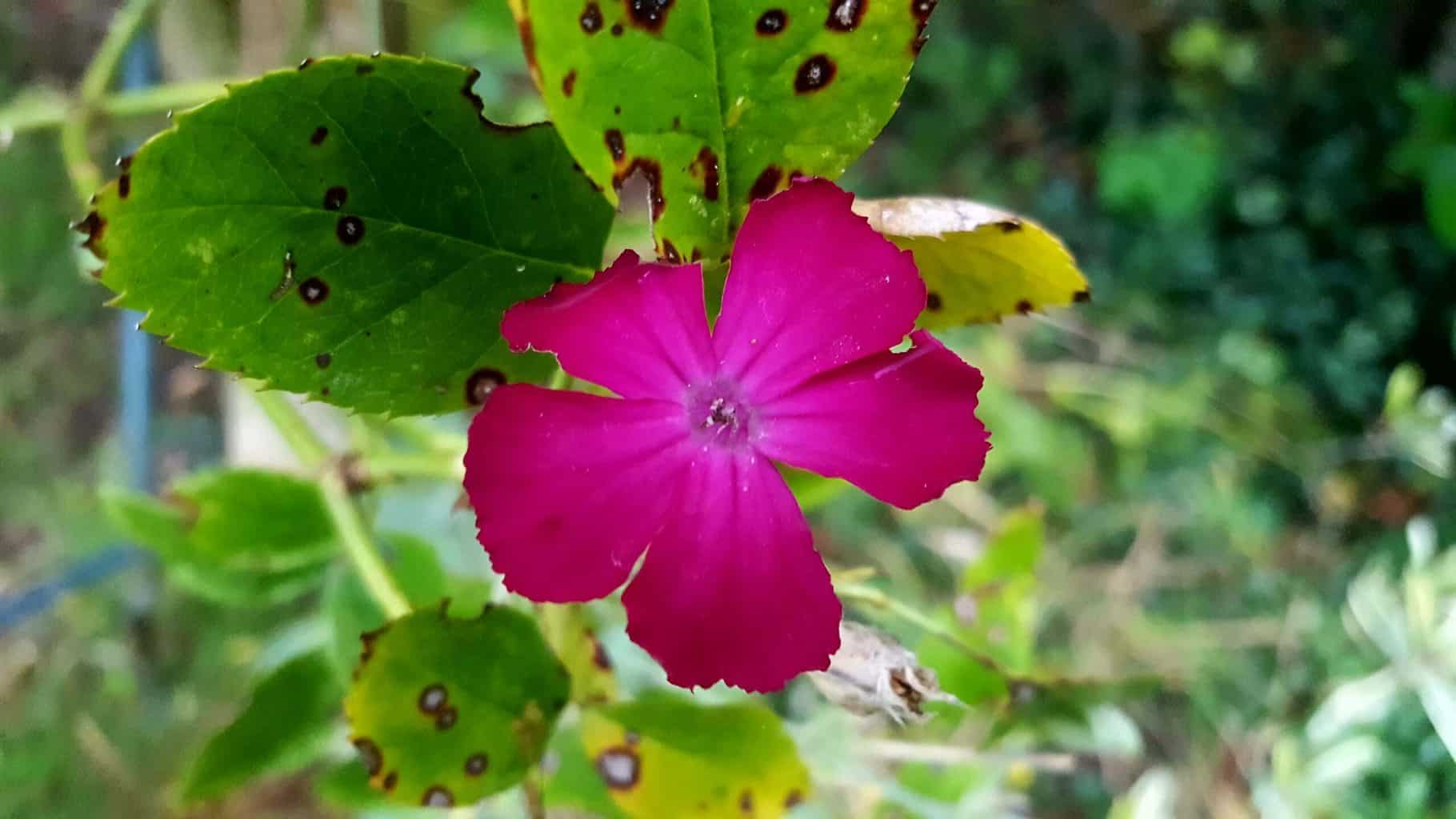 Gardening in November – November’s garden blog Gardening-in-November-lychnis-coronaria-pink