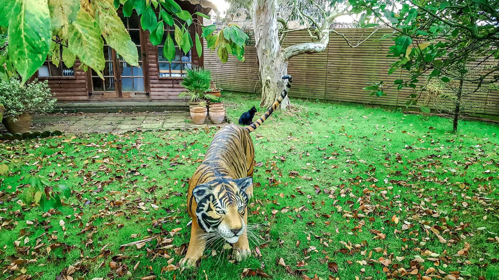 Gardening in November – November’s garden blog Gardening-in-November-orchard-tiger