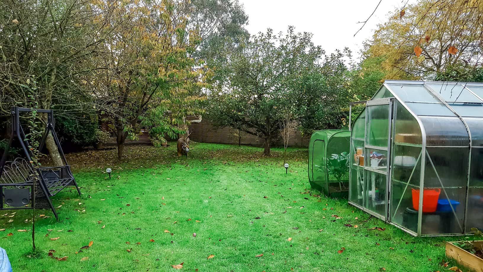 Gardening in November – November’s garden blog Gardening-in-November-orchard