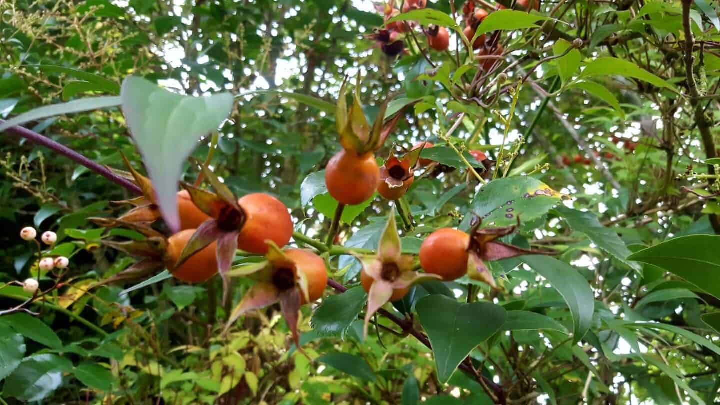 Gardening in November – November’s garden blog Gardening-in-November-rose-hips
