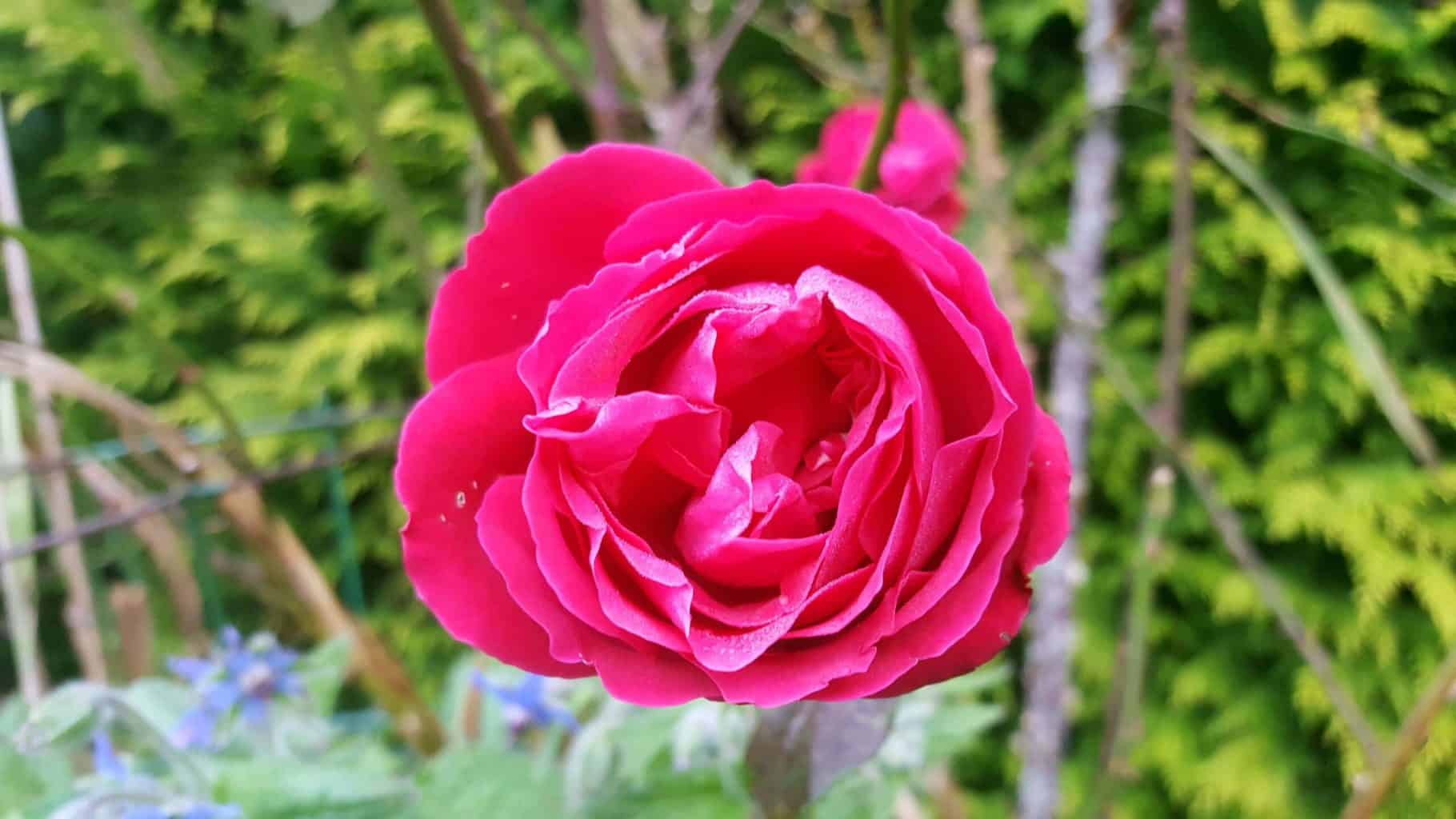 Gardening in November – November’s garden blog Gardening-in-November-rose-pink