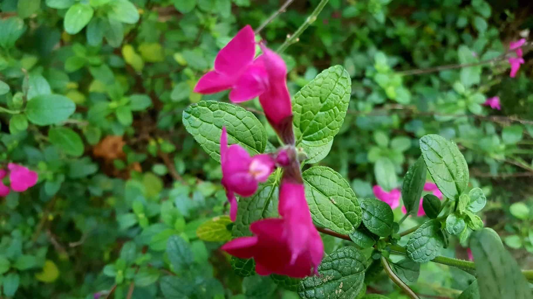 Gardening in November – November’s garden blog Gardening-in-November-salvia-pink