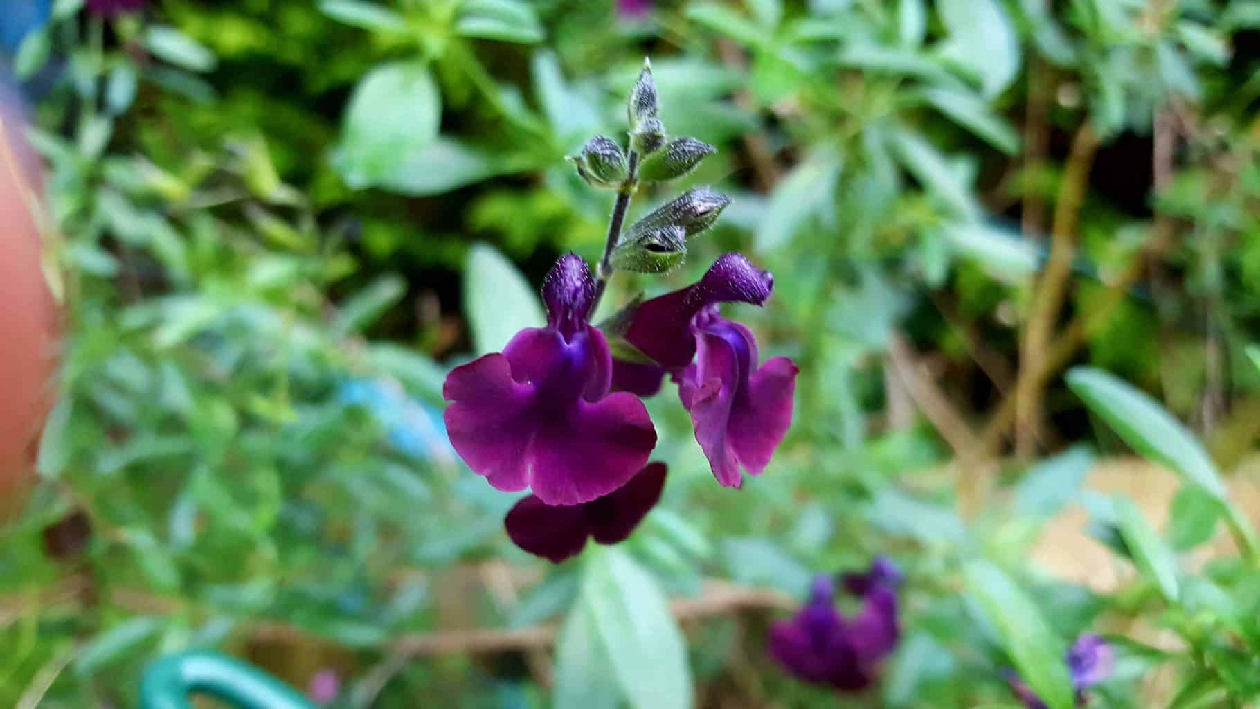 Gardening in November – November’s garden blog Gardening-in-November-salvia-purple