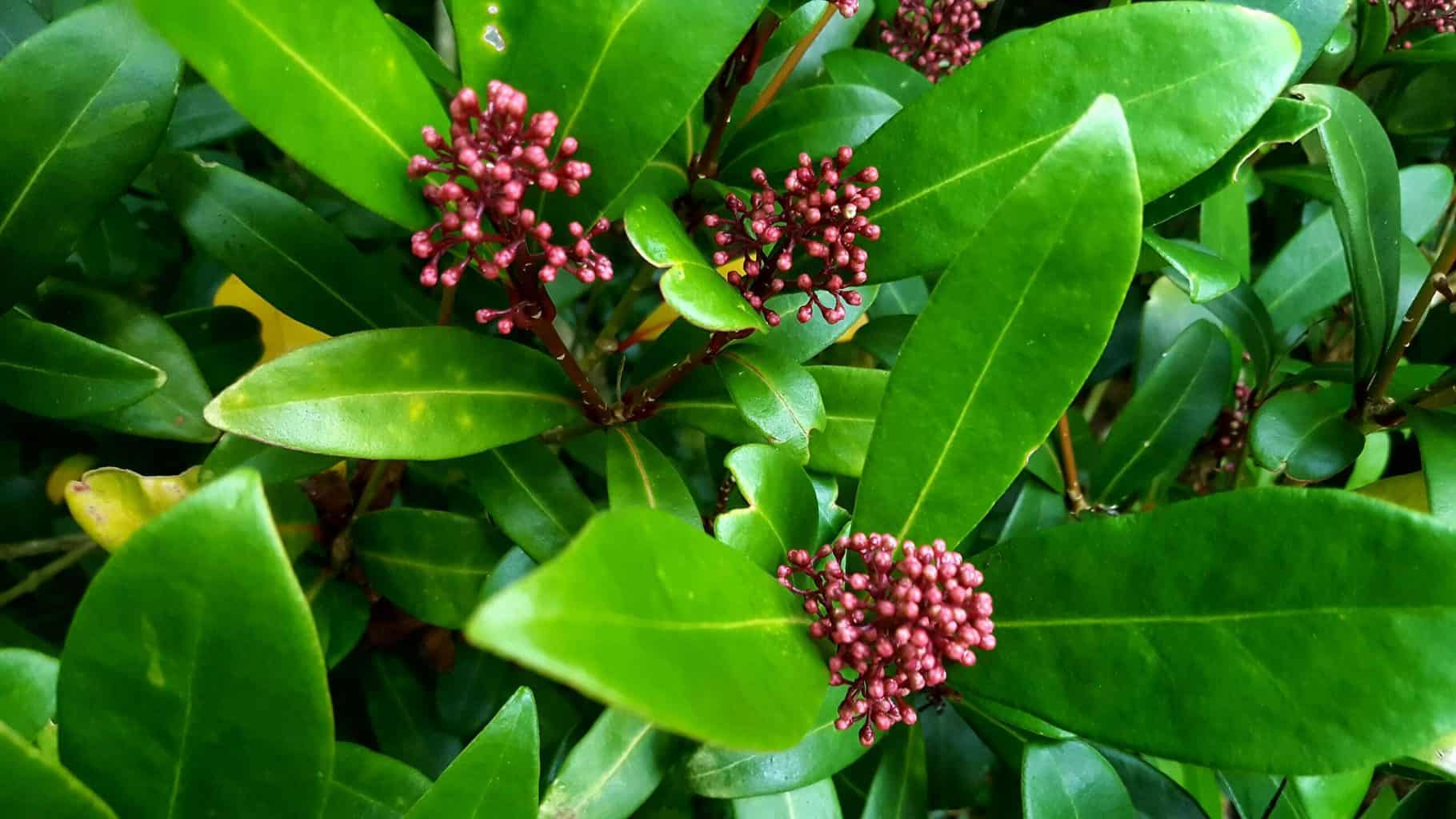 Gardening in November – November’s garden blog Gardening-in-November-skimmia-rubella