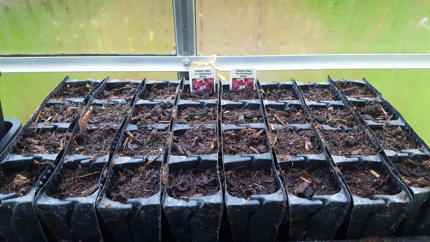 Gardening in November – November’s garden blog Gardening-in-November-sweet-peas