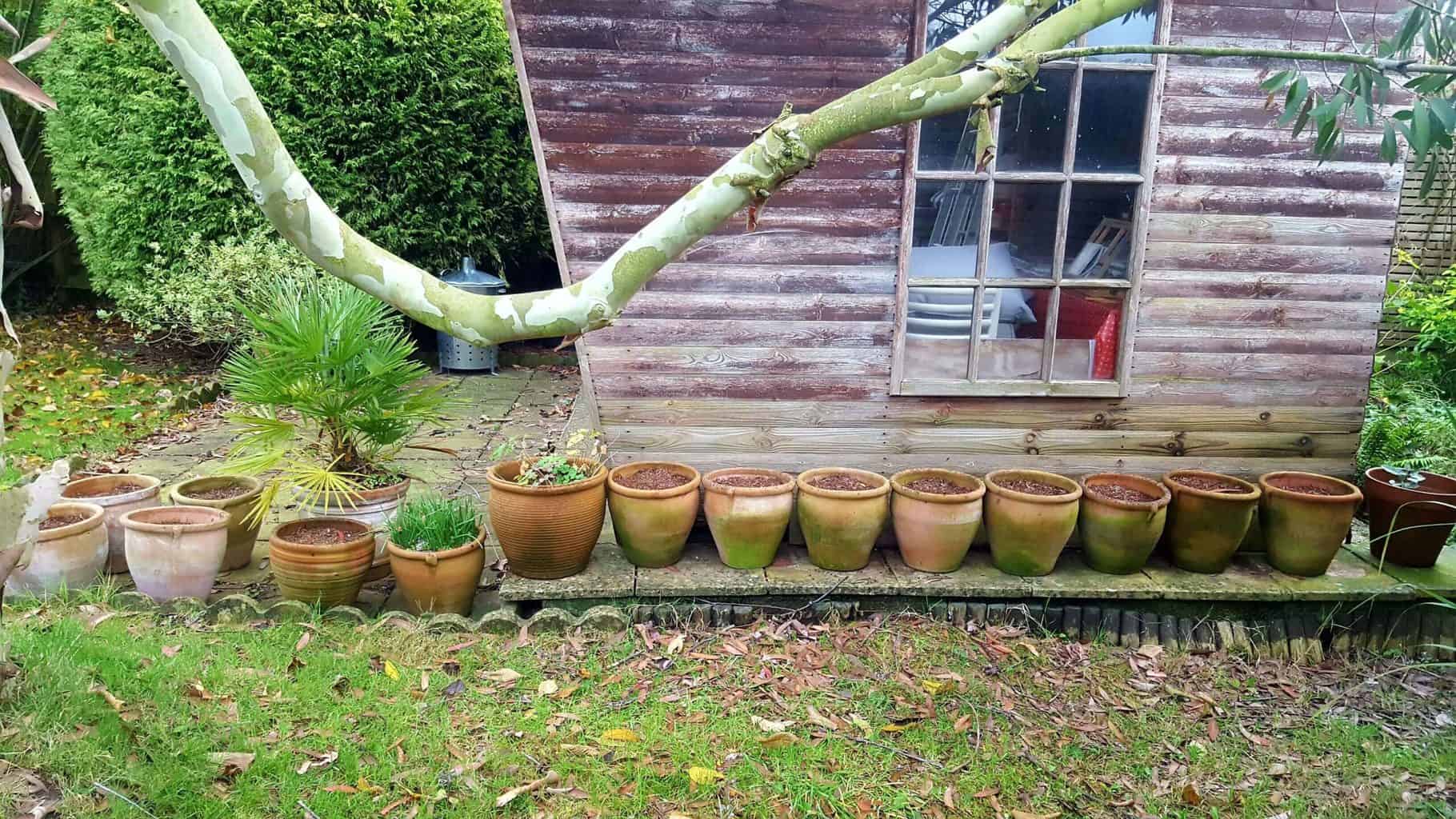 Gardening in November – November’s garden blog Gardening-in-November-tulip-pots