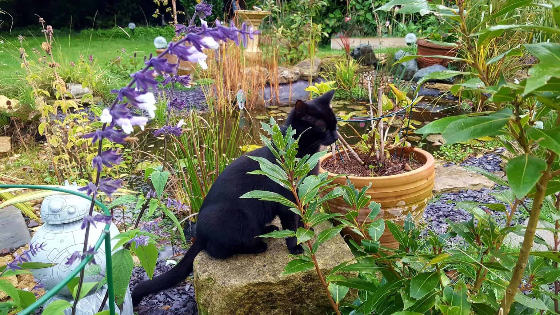 Gardening in November – November’s garden blog Gardening-in-November-wildlife-pond-cat