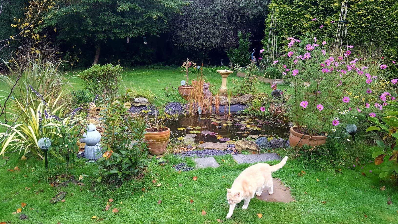 Gardening in November – November’s garden blog Gardening-in-November-wildlife-pond