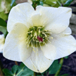 396_February-gardening-white-hellebore