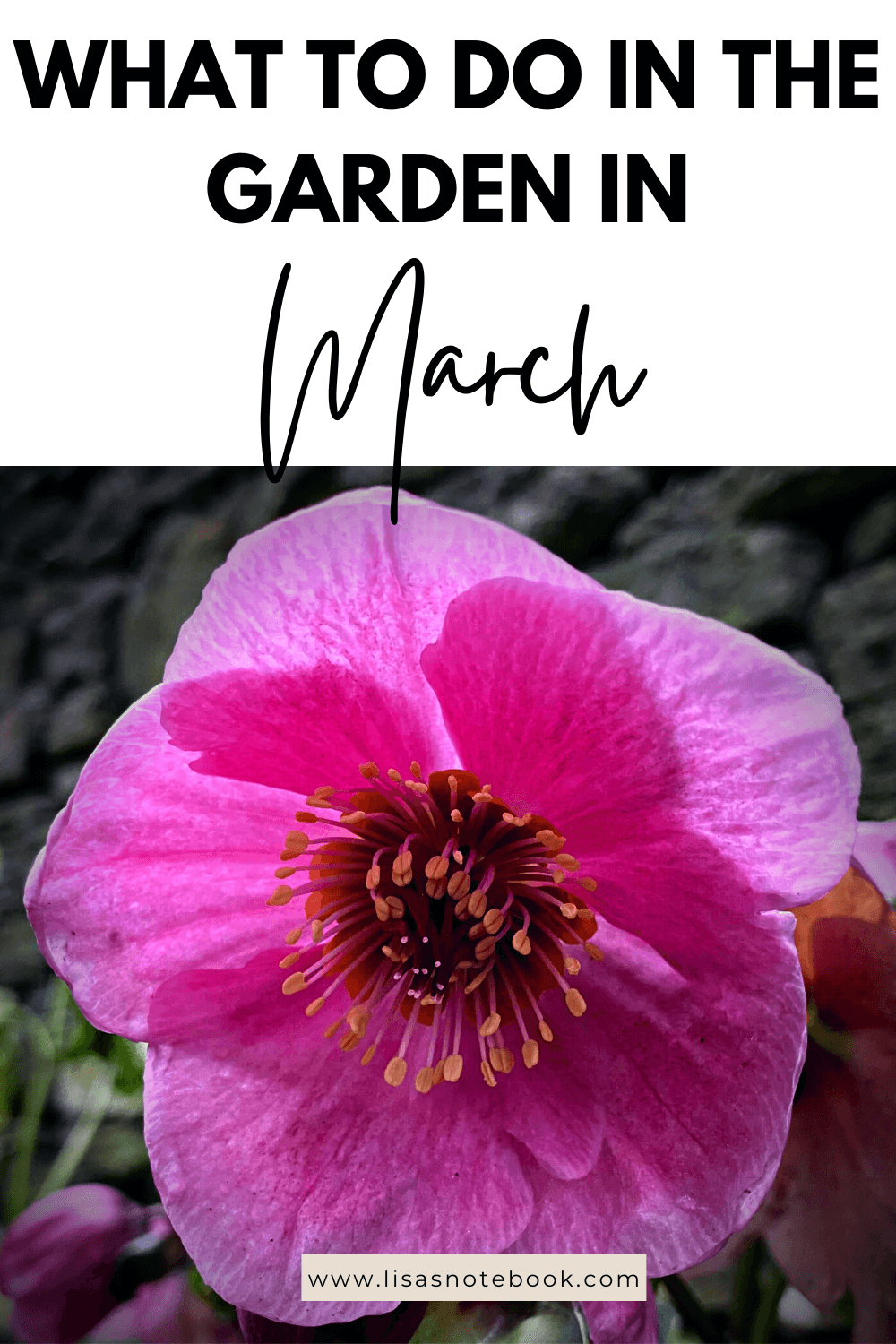 March Gardening - What To Do in the Garden in March March-gardening-pink-hellebore-pinterest