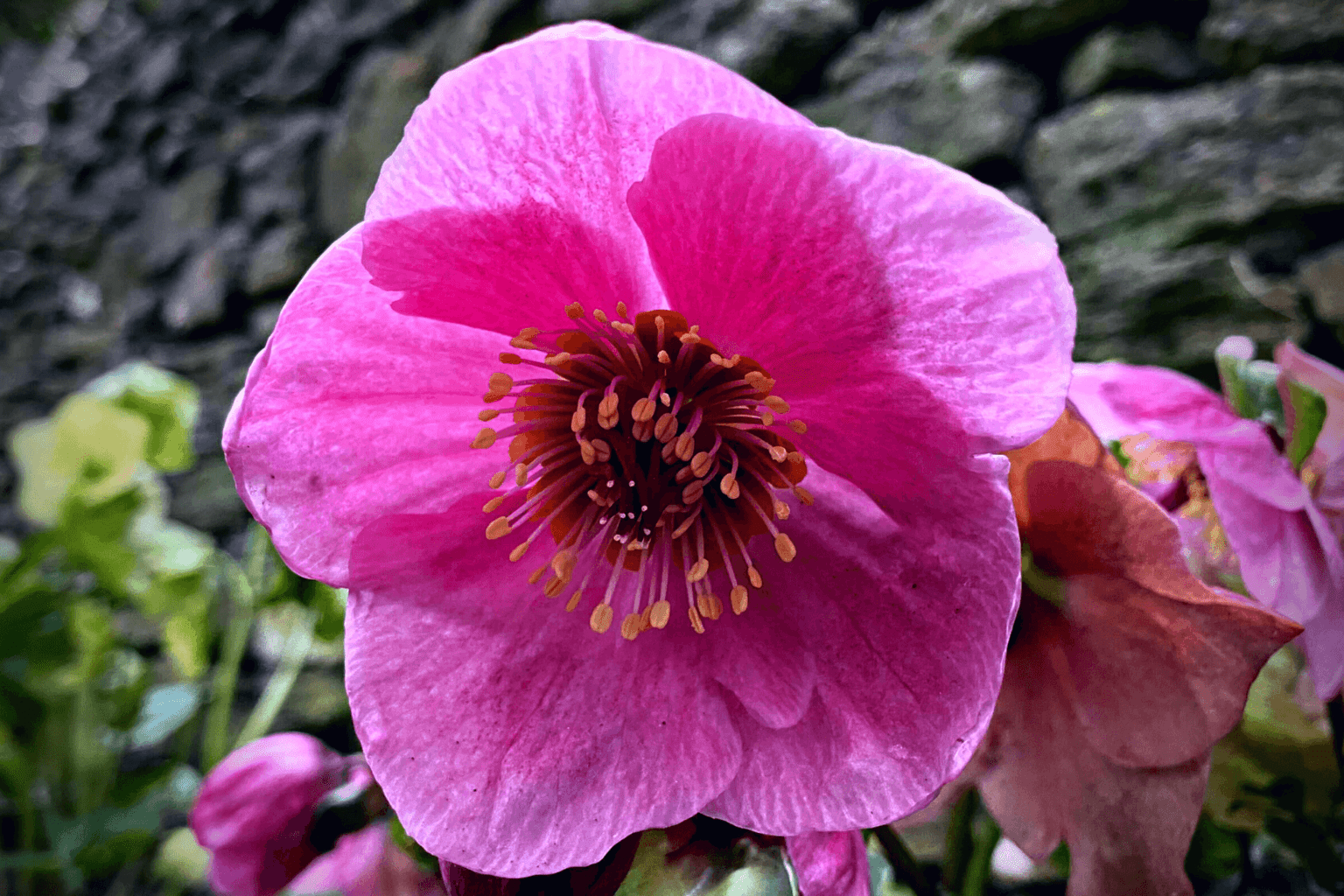 March Gardening - What To Do in the Garden in March March-gardening-pink-hellebore