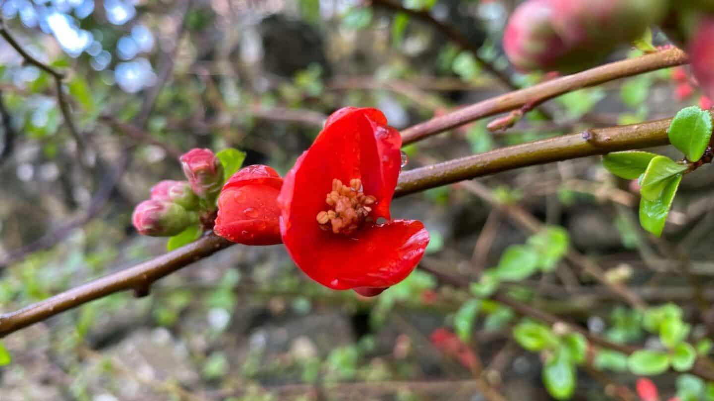 March Gardening - What To Do in the Garden in March March-gardening-Japanese-quince