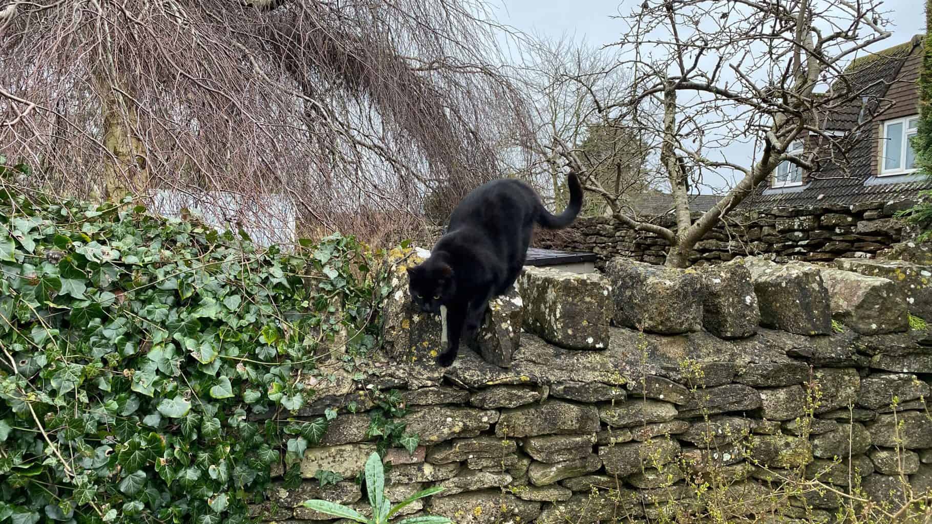 March Gardening - What To Do in the Garden in March March-gardening-black-cat
