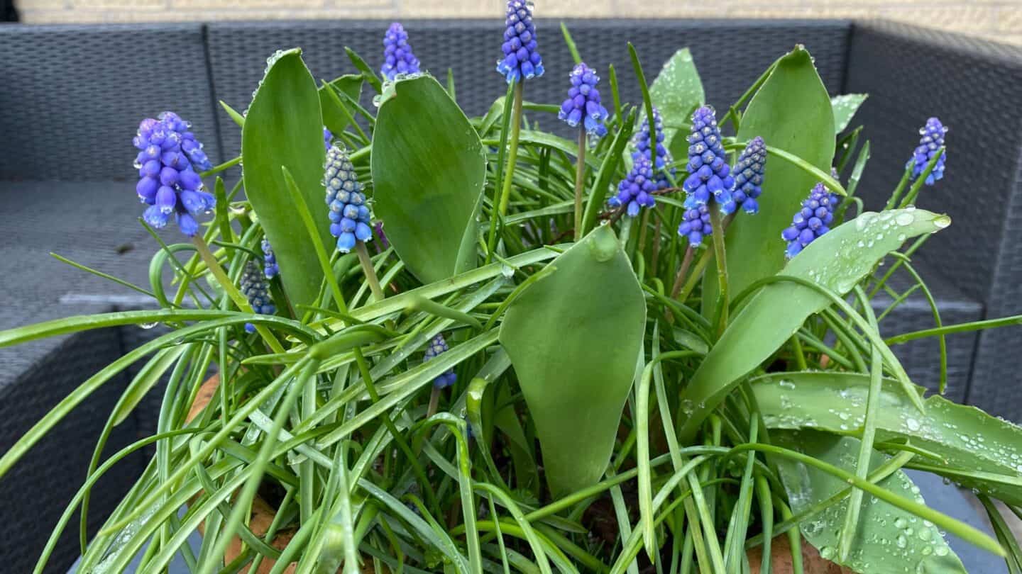 March Gardening - What To Do in the Garden in March March-gardening-blue-muscari-pot