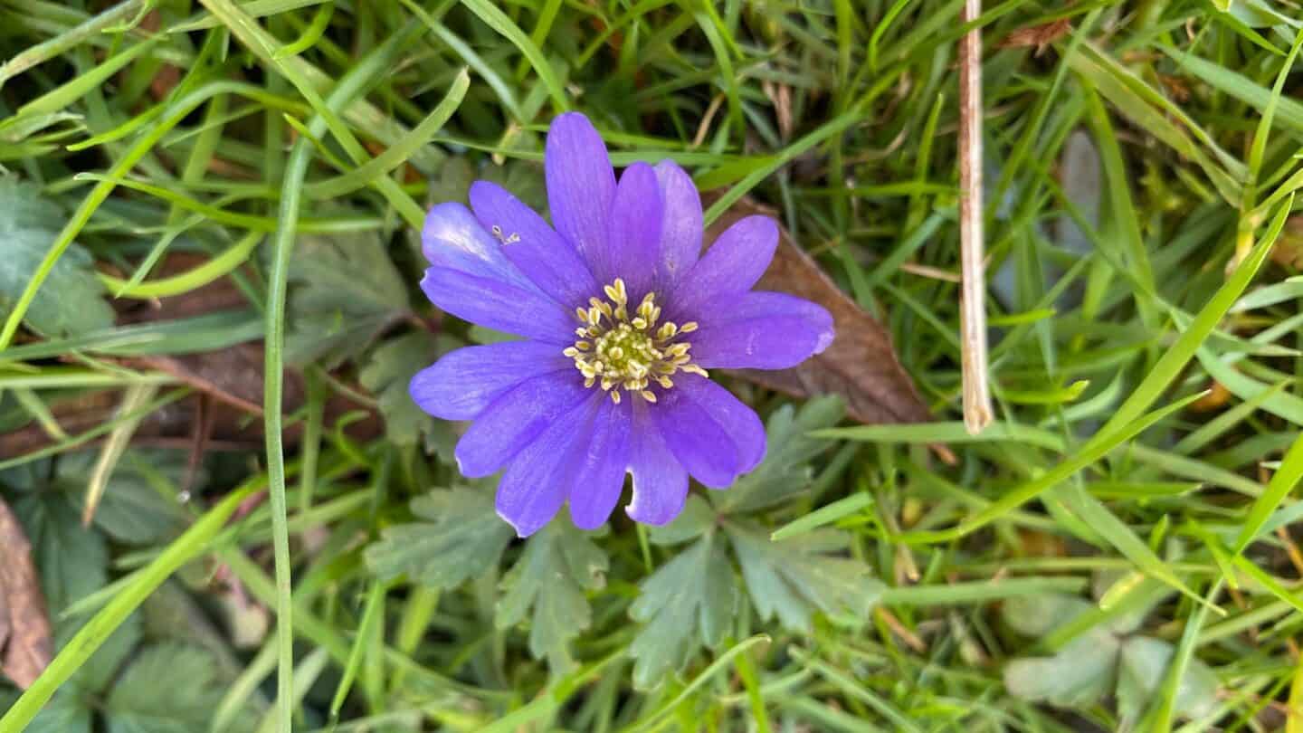 March Gardening - What To Do in the Garden in March March-gardening-blue-windflower