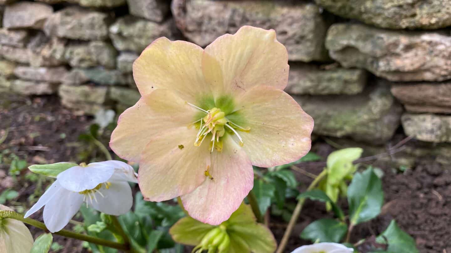 March Gardening - What To Do in the Garden in March March-gardening-cream-hellebore