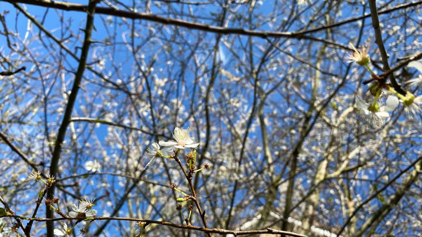 March Gardening - What To Do in the Garden in March March-gardening-damson-blossom