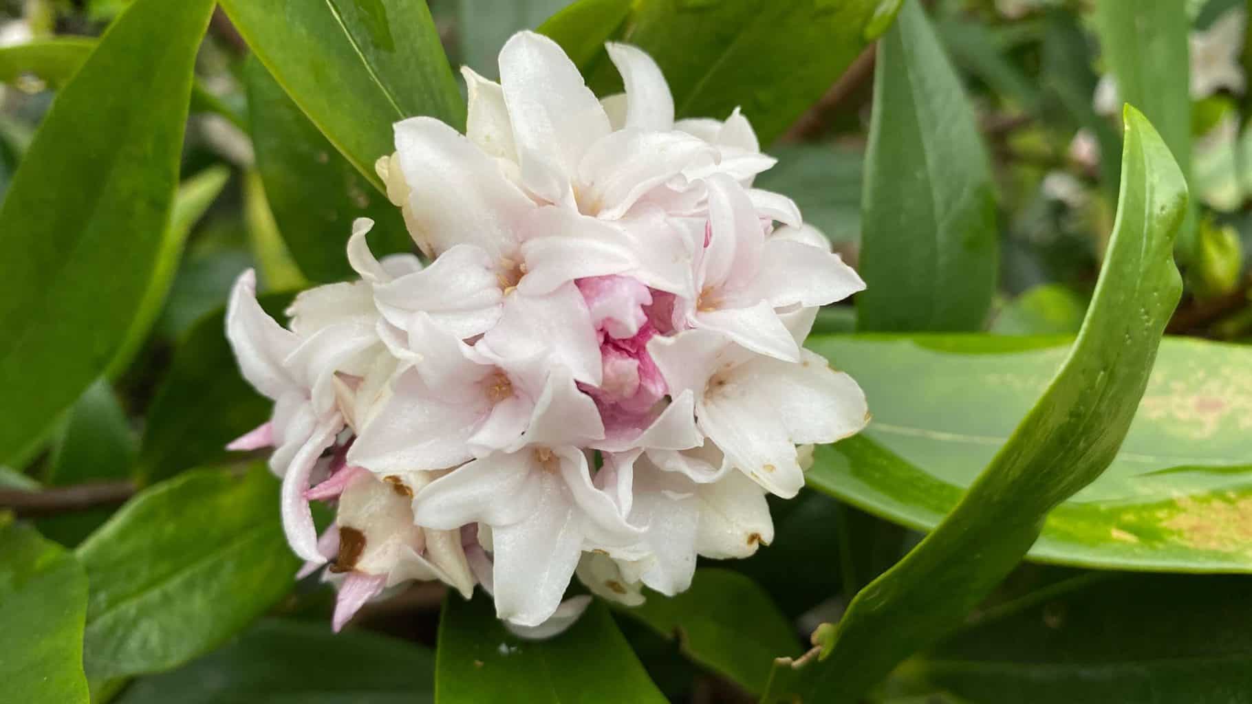 March Gardening - What To Do in the Garden in March March-gardening-daphne-odora
