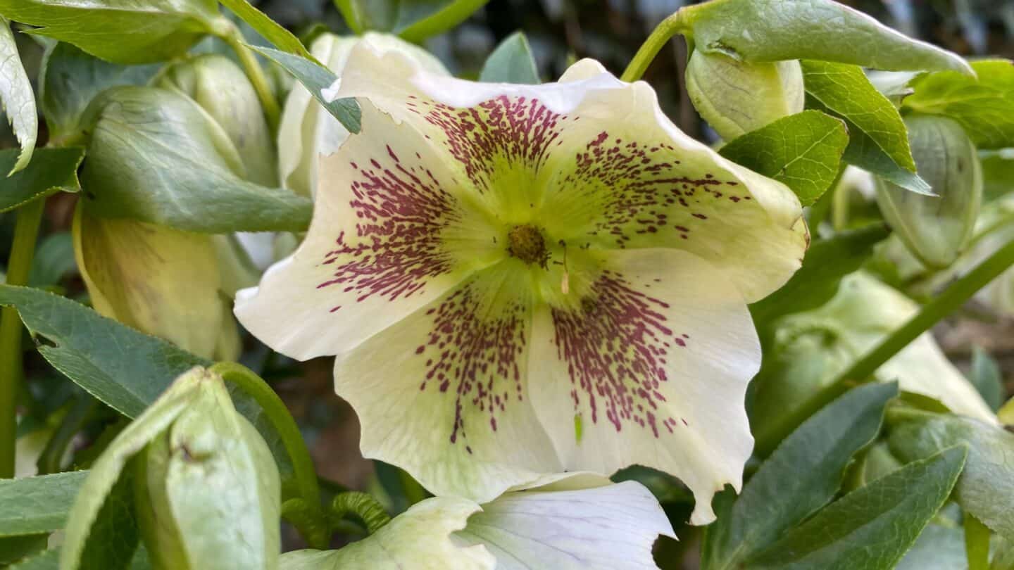 March Gardening - What To Do in the Garden in March March-gardening-freckled-hellebore