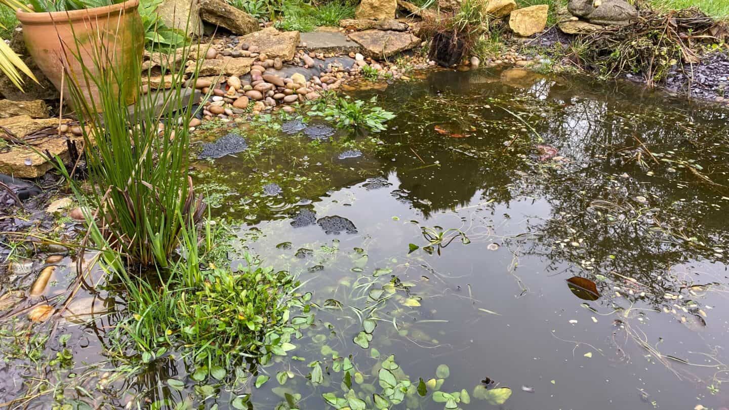 March Gardening - What To Do in the Garden in March March-gardening-frogspawn