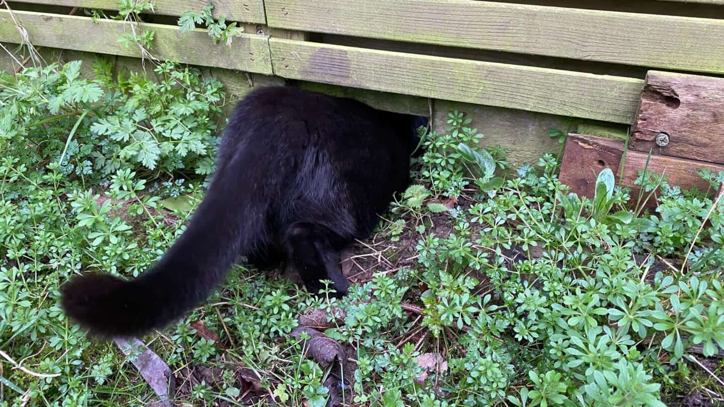 March Gardening - What To Do in the Garden in March March-gardening-hedgehog-door