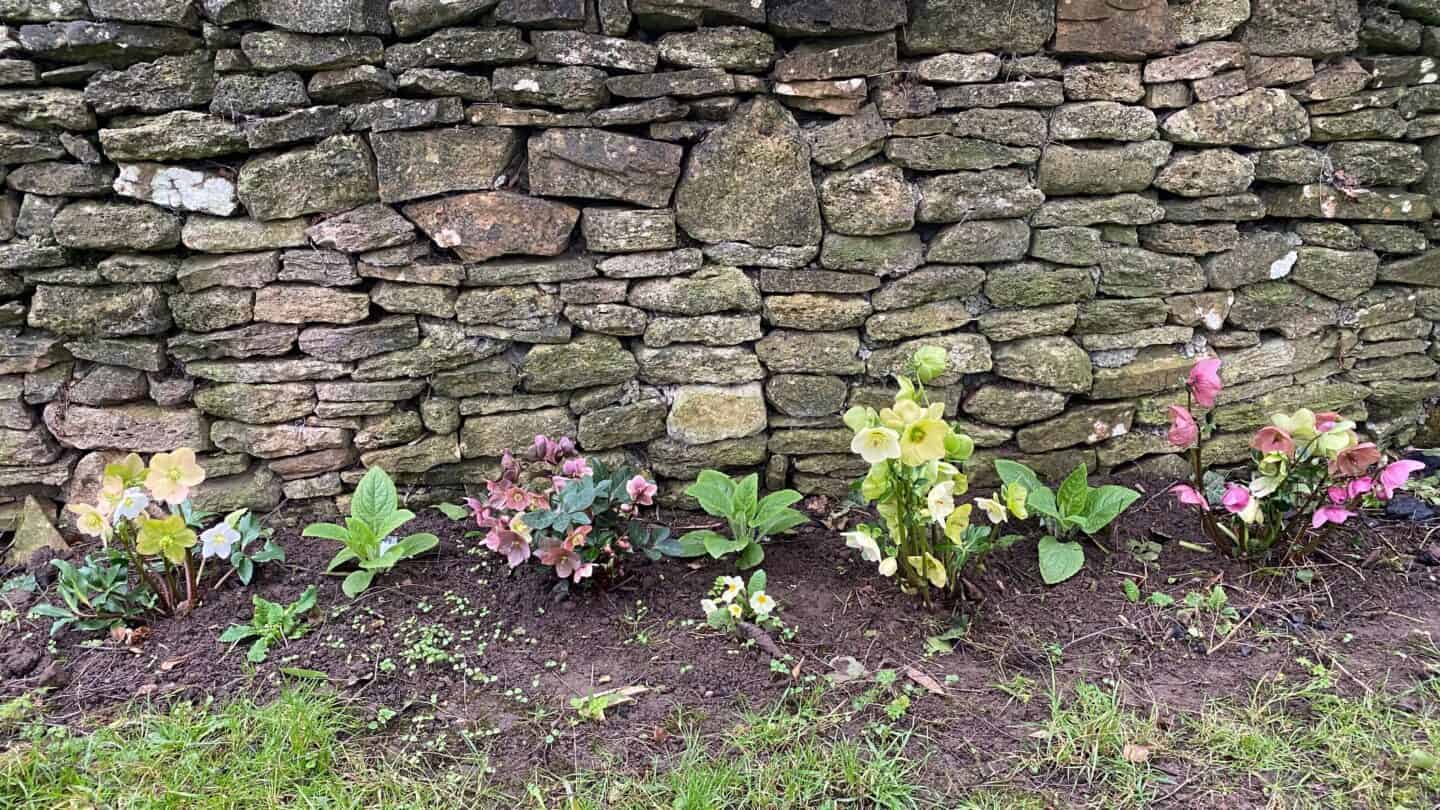 March Gardening - What To Do in the Garden in March March-gardening-hellebores-foxgloves-primroses