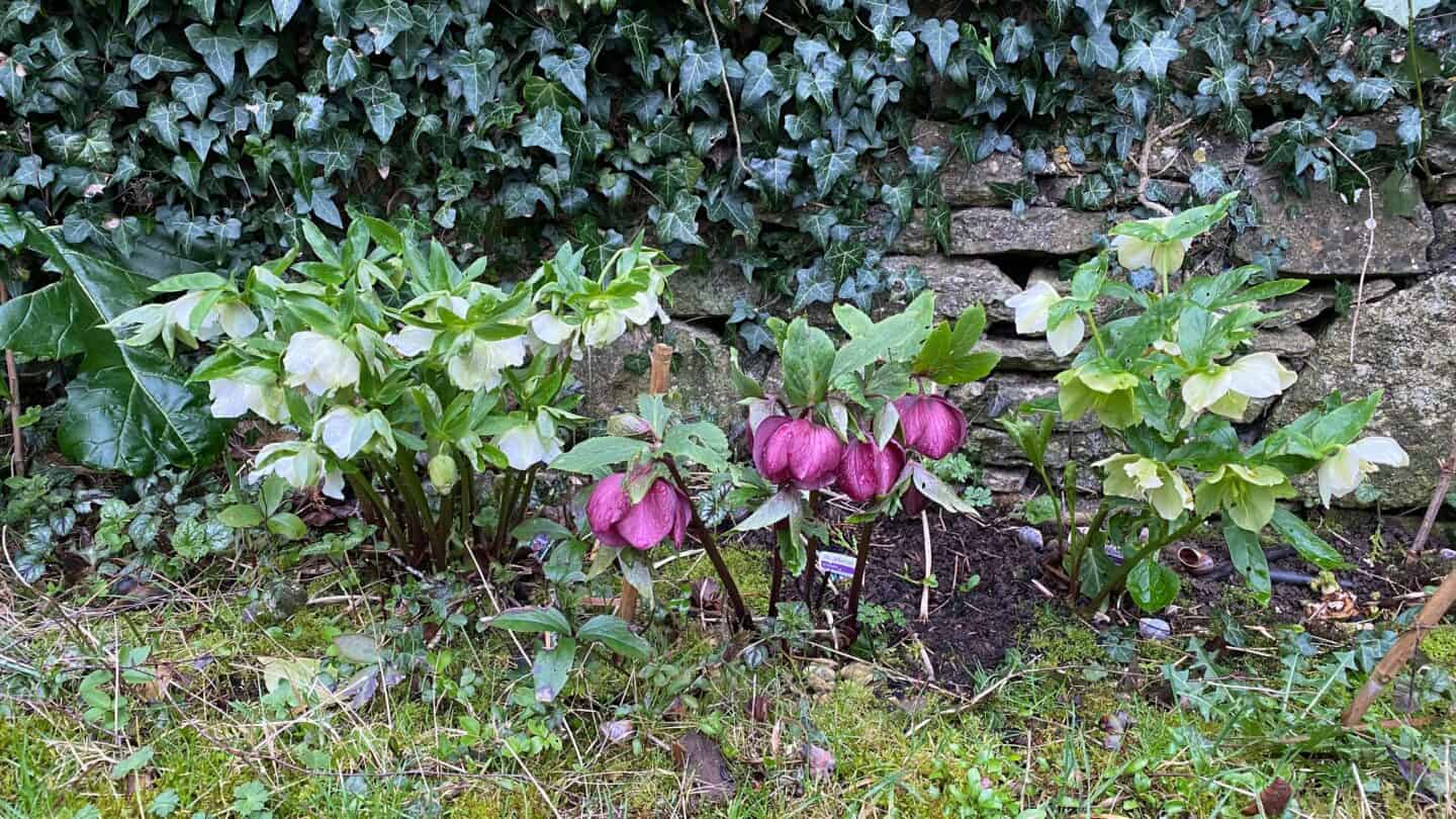 March Gardening - What To Do in the Garden in March March-gardening-hellebores-mixed