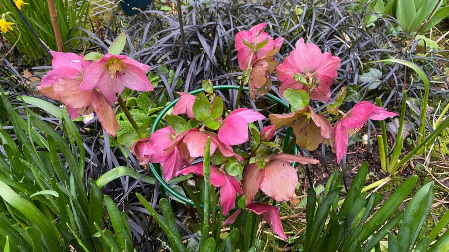 March Gardening - What To Do in the Garden in March March-gardening-hellebores-pink