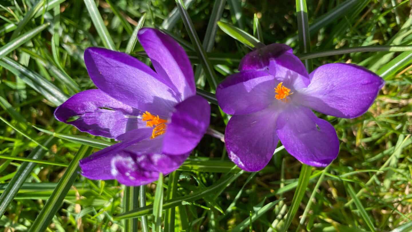 March Gardening - What To Do in the Garden in March March-gardening-purple-crocuses2
