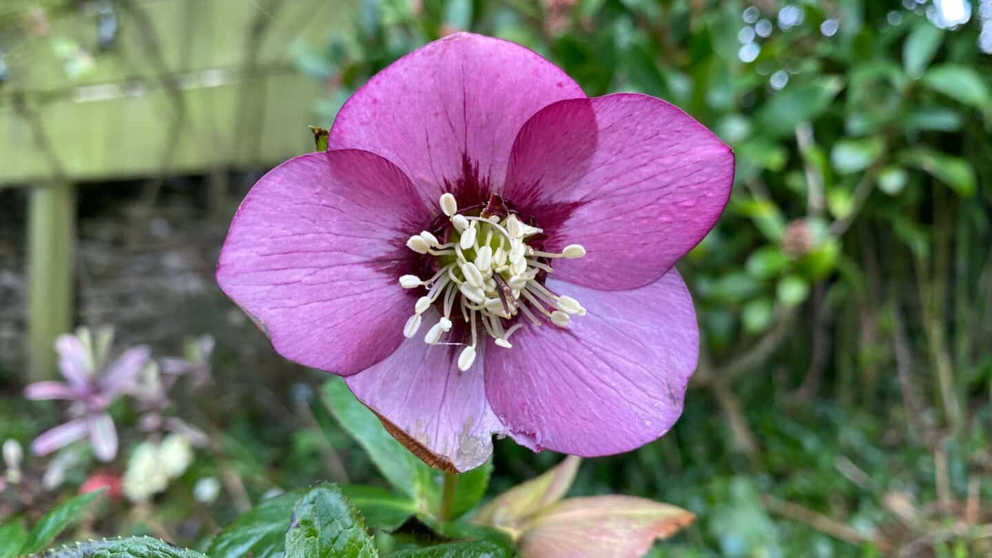 March Gardening - What To Do in the Garden in March March-gardening-purple-hellebore
