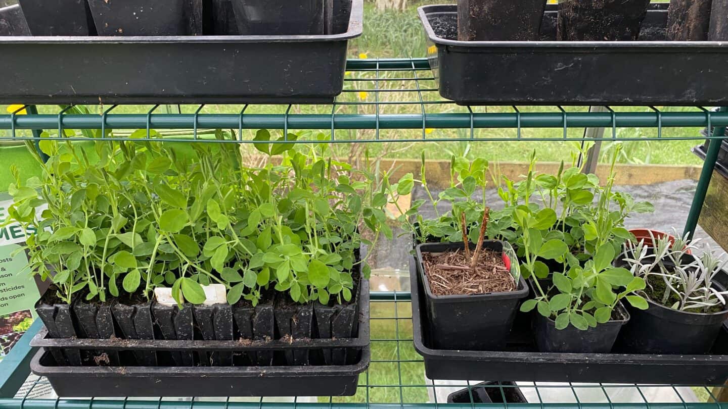 March Gardening - What To Do in the Garden in March March-gardening-sweet-peas