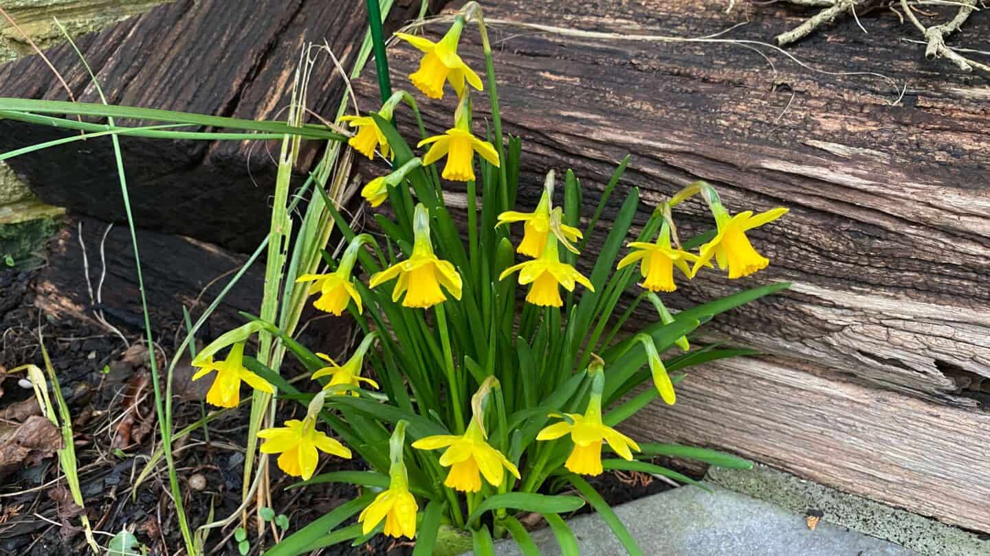 March Gardening - What To Do in the Garden in March March-gardening-teteatetes
